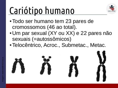 quantos cromossomas tem o ser humano